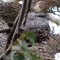 Podargus strigoides at Fyshwick, ACT - 25 Oct 2021