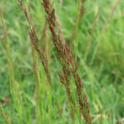 Festuca (genus) (A Fescue) at Fyshwick, ACT - 25 Oct 2021 by RodDeb