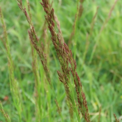 Festuca sp. (A Fescue) at Jerrabomberra Wetlands - 25 Oct 2021 by RodDeb