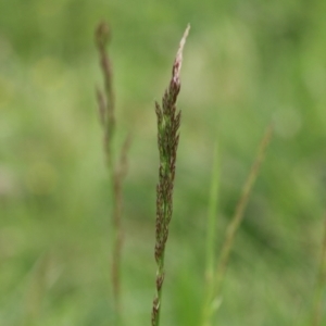 Festuca sp. at Fyshwick, ACT - 25 Oct 2021 03:02 PM