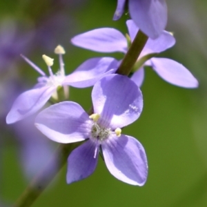 Veronica perfoliata at Fyshwick, ACT - 25 Oct 2021