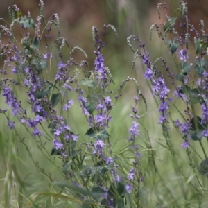 Veronica perfoliata at Fyshwick, ACT - 25 Oct 2021