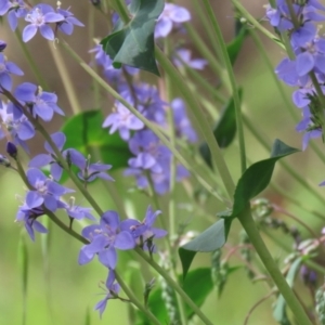 Veronica perfoliata at Fyshwick, ACT - 25 Oct 2021