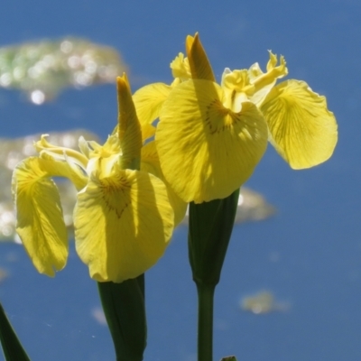 Iris pseudacorus (Yellow Flag) at Fadden, ACT - 26 Oct 2021 by RodDeb