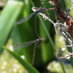 Austrolestes leda (Wandering Ringtail) at Fadden Hills Pond - 26 Oct 2021 by RodDeb