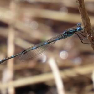 Austrolestes leda at Fadden, ACT - 26 Oct 2021