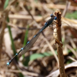 Austrolestes leda at Fadden, ACT - 26 Oct 2021