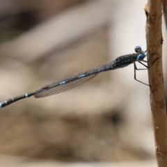 Austrolestes leda at Fadden, ACT - 26 Oct 2021