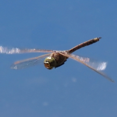 Anax papuensis (Australian Emperor) at Fadden Hills Pond - 26 Oct 2021 by RodDeb