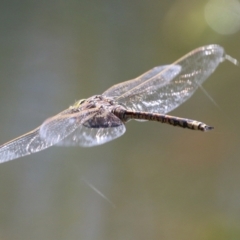 Anax papuensis at Fadden, ACT - 26 Oct 2021