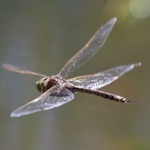 Anax papuensis at Fadden, ACT - 26 Oct 2021 02:20 PM