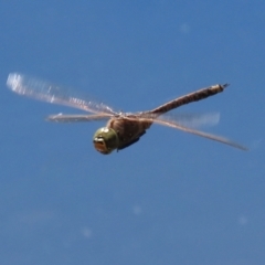 Anax papuensis at Fadden, ACT - 26 Oct 2021 02:20 PM