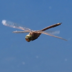 Anax papuensis at Fadden, ACT - 26 Oct 2021 02:20 PM