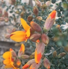 Mirbelia oxylobioides (Mountain Mirbelia) at Rendezvous Creek, ACT - 24 Oct 2021 by NedJohnston