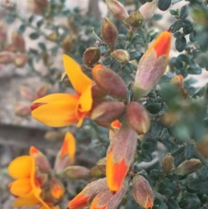 Mirbelia oxylobioides at Rendezvous Creek, ACT - 24 Oct 2021 09:28 AM