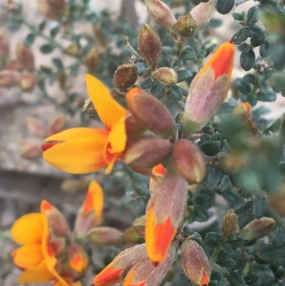 Mirbelia oxylobioides (Mountain Mirbelia) at Rendezvous Creek, ACT - 24 Oct 2021 by NedJohnston