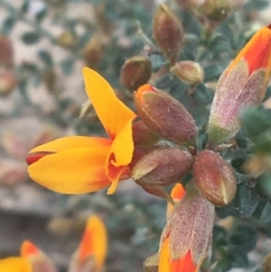 Mirbelia oxylobioides at Rendezvous Creek, ACT - 24 Oct 2021 09:28 AM