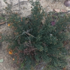 Mirbelia oxylobioides at Rendezvous Creek, ACT - 24 Oct 2021 09:28 AM