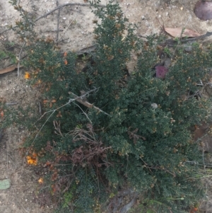 Mirbelia oxylobioides at Rendezvous Creek, ACT - 24 Oct 2021 09:28 AM