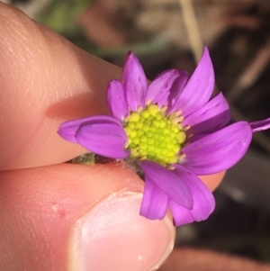 Calotis scabiosifolia var. integrifolia at Rendezvous Creek, ACT - 24 Oct 2021