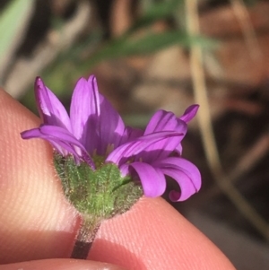 Calotis scabiosifolia var. integrifolia at Rendezvous Creek, ACT - 24 Oct 2021