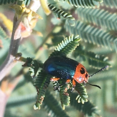 Calomela moorei (Acacia Leaf Beetle) at Rendezvous Creek, ACT - 23 Oct 2021 by Ned_Johnston