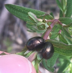 Chrysolina quadrigemina at Rendezvous Creek, ACT - 24 Oct 2021