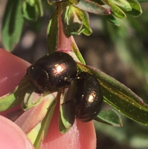 Chrysolina quadrigemina at Rendezvous Creek, ACT - 24 Oct 2021