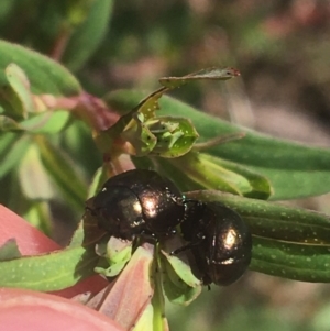 Chrysolina quadrigemina at Rendezvous Creek, ACT - 24 Oct 2021