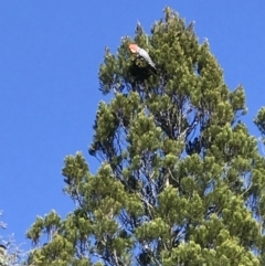 Callocephalon fimbriatum (Gang-gang Cockatoo) at Cooma, NSW - 23 Oct 2021 by bushhiker