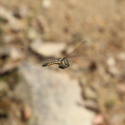 Hemicordulia australiae (Australian Emerald) at Mongarlowe, NSW - 26 Oct 2021 by LisaH