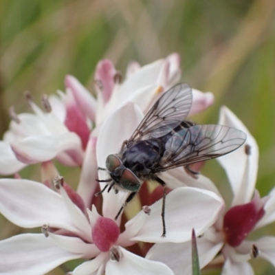 Tabanidae (family) (Unidentified march or horse fly) at Hall Cemetery - 23 Oct 2021 by AnneG1