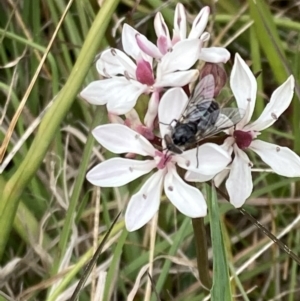 Tabanidae (family) at Hall, ACT - 23 Oct 2021