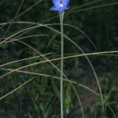 Thelymitra juncifolia (Dotted Sun Orchid) at Molonglo Valley, ACT - 26 Oct 2021 by jbromilow50