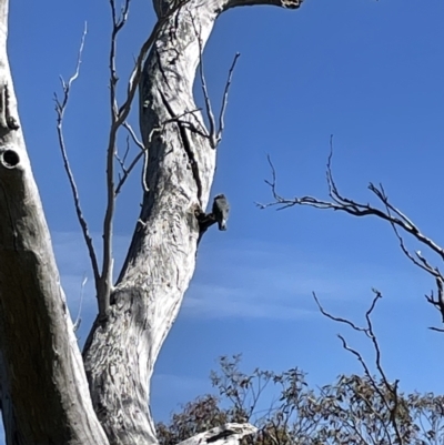 Callocephalon fimbriatum (Gang-gang Cockatoo) at Hawker, ACT - 26 Oct 2021 by John Brannan