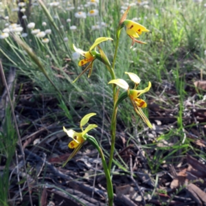 Diuris sulphurea at Watson, ACT - 27 Oct 2021