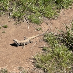 Pogona barbata (Eastern Bearded Dragon) at The Pinnacle - 27 Oct 2021 by JohnBrannan
