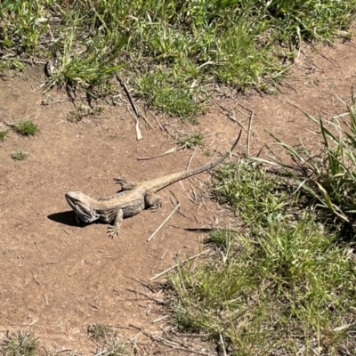 Pogona barbata (Eastern Bearded Dragon) at Hawker, ACT - 26 Oct 2021 by John Brannan