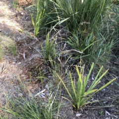 Bromus catharticus (Prairie Grass) at Hughes, ACT - 26 Oct 2021 by ruthkerruish