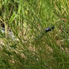 Pseudechis porphyriacus (Red-bellied Black Snake) at West Wodonga, VIC - 26 Oct 2021 by ChrisAllen