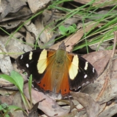 Vanessa itea (Yellow Admiral) at Cotter River, ACT - 23 Oct 2021 by Christine