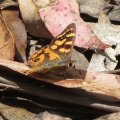 Argynnina cyrila (Forest brown, Cyril's brown) at Cotter River, ACT - 23 Oct 2021 by Christine