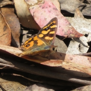 Argynnina cyrila at Cotter River, ACT - 23 Oct 2021 11:27 AM