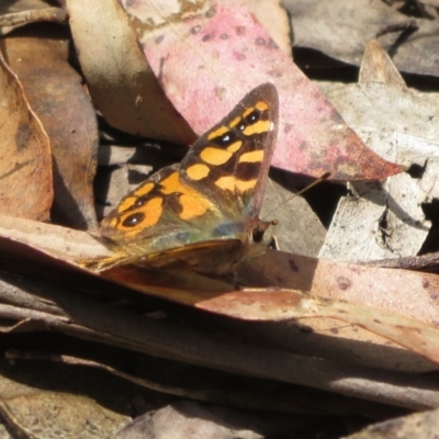 Argynnina cyrila (Forest Brown, Cyril's Brown) at Cotter River, ACT - 23 Oct 2021 by Christine