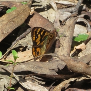 Argynnina cyrila at Cotter River, ACT - 23 Oct 2021 11:27 AM