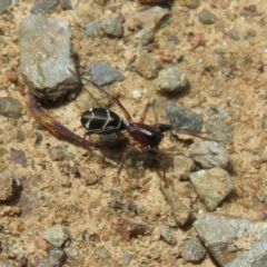 Poecilipta sp. (genus) at Cotter River, ACT - 23 Oct 2021