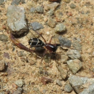 Poecilipta sp. (genus) at Cotter River, ACT - 23 Oct 2021