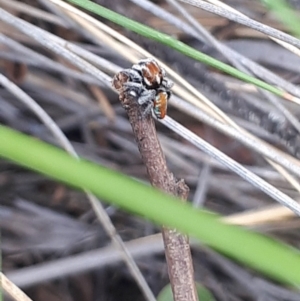 Maratus calcitrans at Acton, ACT - 23 Oct 2021