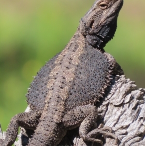 Pogona barbata at Garran, ACT - 17 Oct 2021