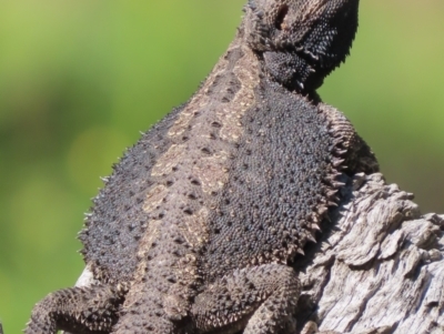 Pogona barbata (Eastern Bearded Dragon) at Garran, ACT - 17 Oct 2021 by roymcd